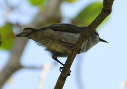 Mangrove Sunbird
