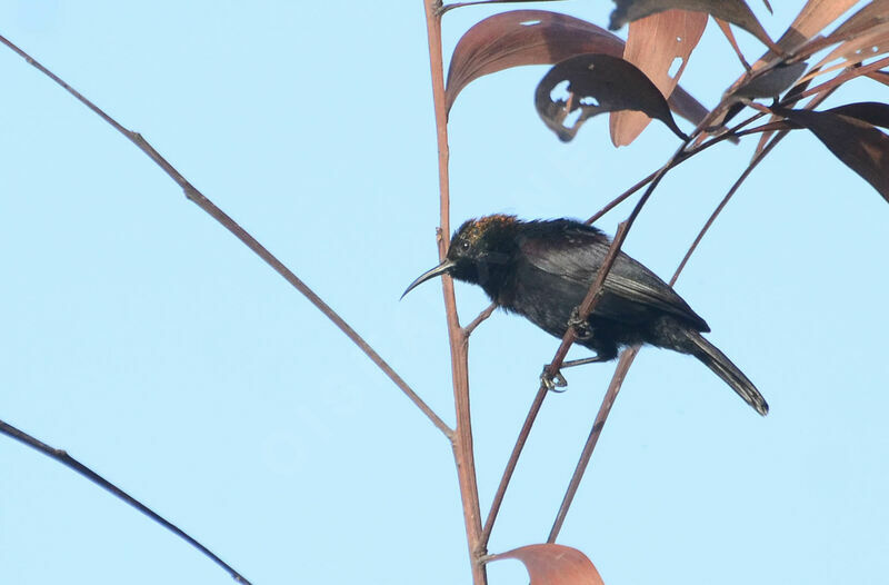 Copper Sunbird male adult, identification