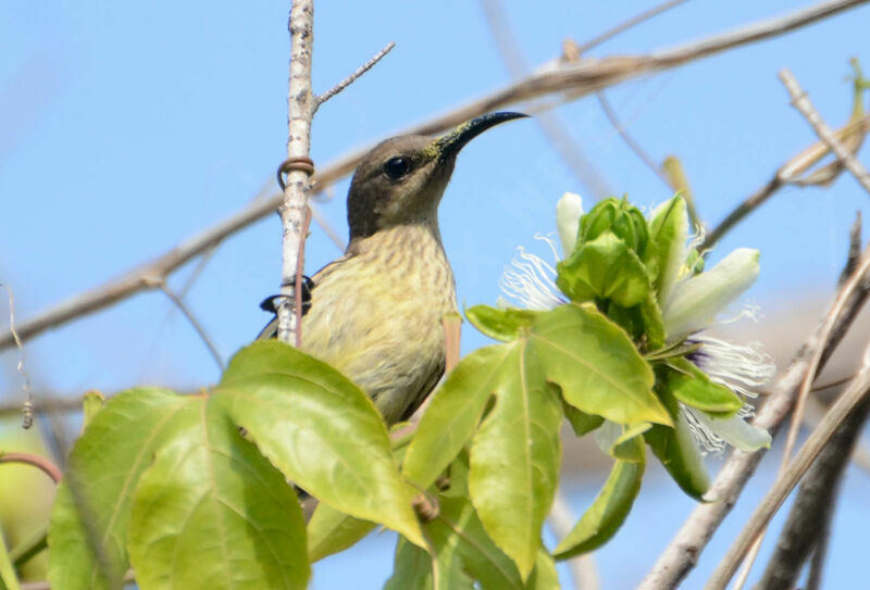 Splendid Sunbird female adult, identification