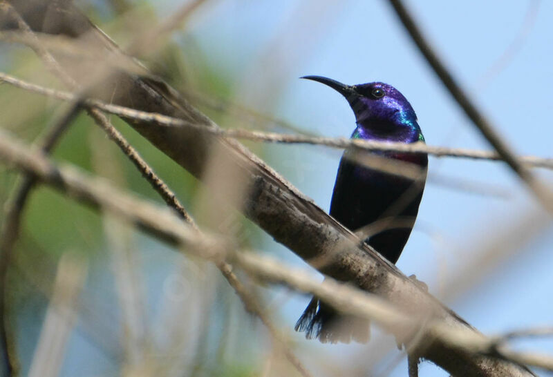 Splendid Sunbird male adult breeding