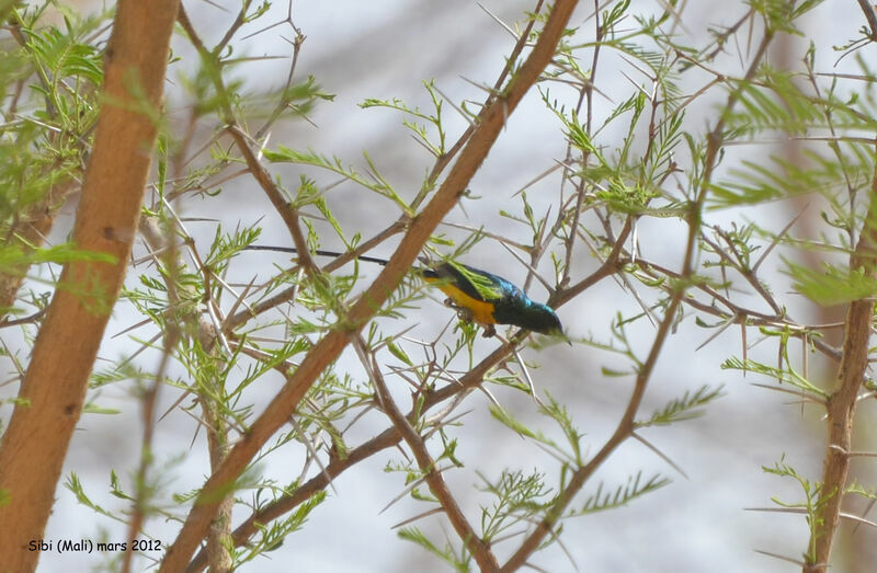 Pygmy Sunbird male adult breeding, identification