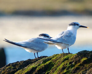 Sandwich Tern
