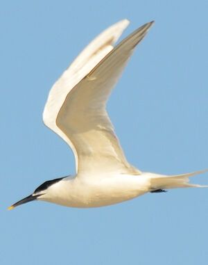 Sandwich Tern