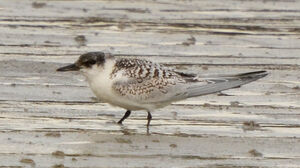 Sandwich Tern