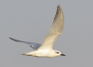 Gull-billed Tern