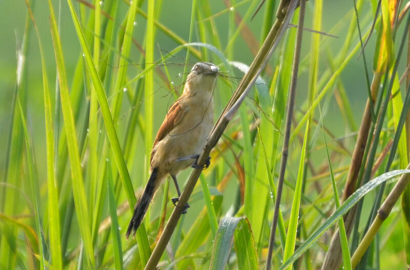 Marsh Tchagra female adult