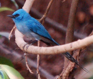 African Blue Flycatcher