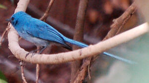 African Blue Flycatcher