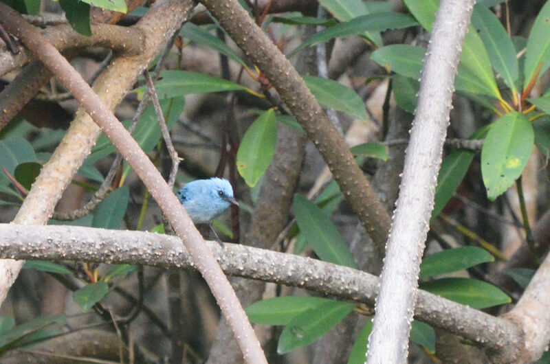 African Blue Flycatcheradult