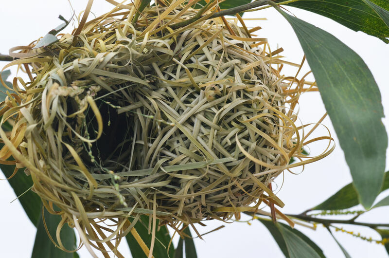 Black-headed Weaver, Reproduction-nesting