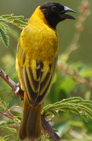 Black-headed Weaver