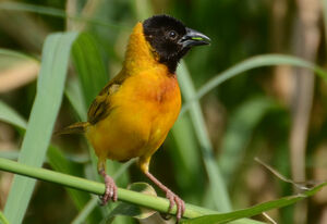 Black-headed Weaver