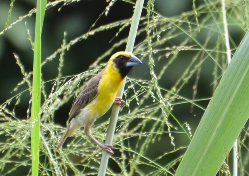 Compact Weaver male adult, identification