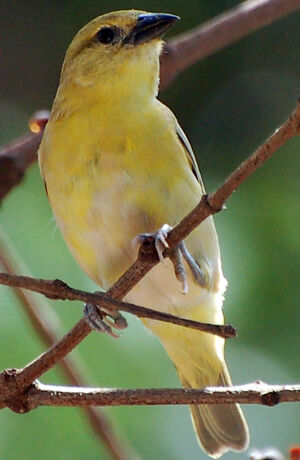 Tisserin minule