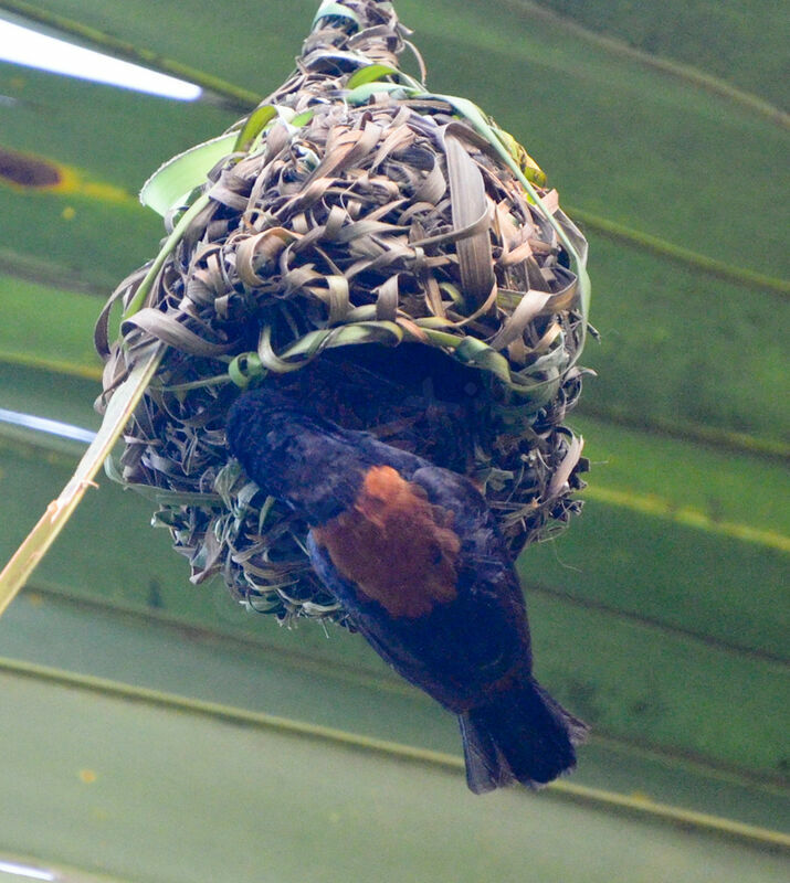 Chestnut-and-black Weaveradult, Reproduction-nesting