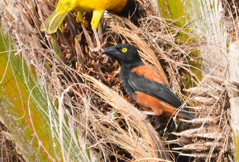 Chestnut-and-black Weaver male adult breeding, identification