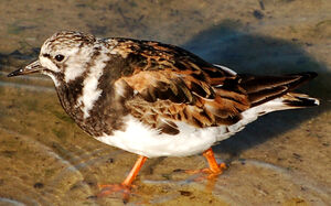 Ruddy Turnstone