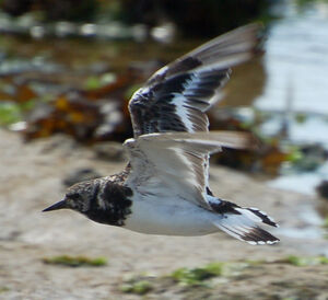 Ruddy Turnstone