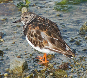 Ruddy Turnstone