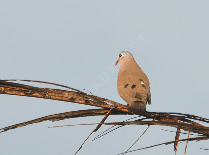 Blue-spotted Wood Doveadult