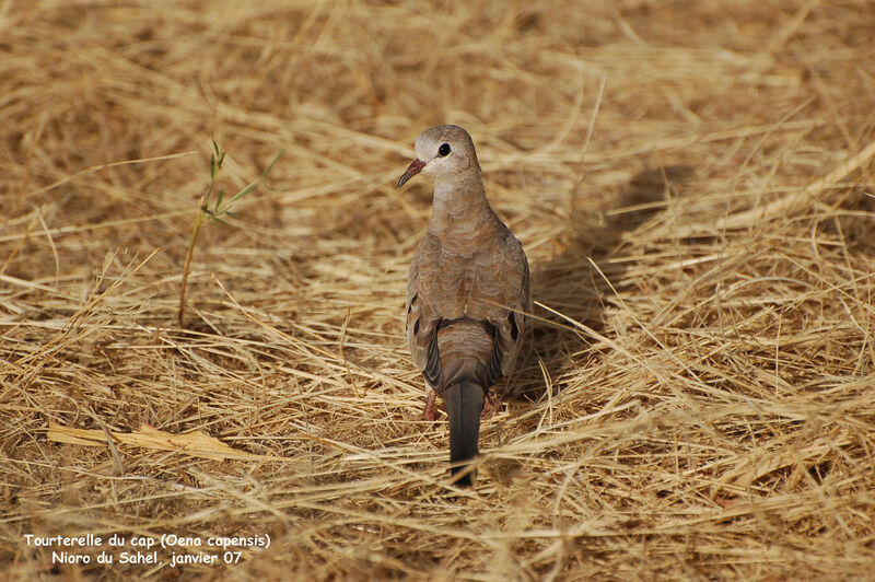 Namaqua Dove female adult