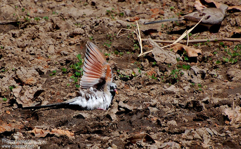 Namaqua Dove male adult, care, Behaviour
