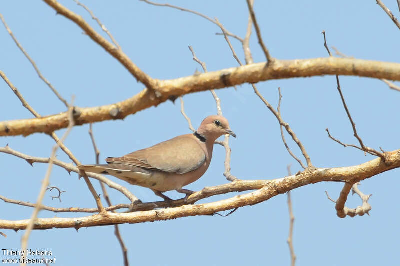 African Collared Doveadult, pigmentation