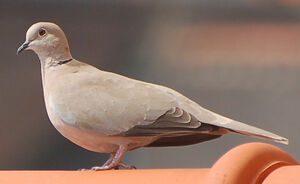 Eurasian Collared Dove