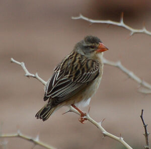 Red-billed Quelea