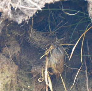 Troglodyte mignon
