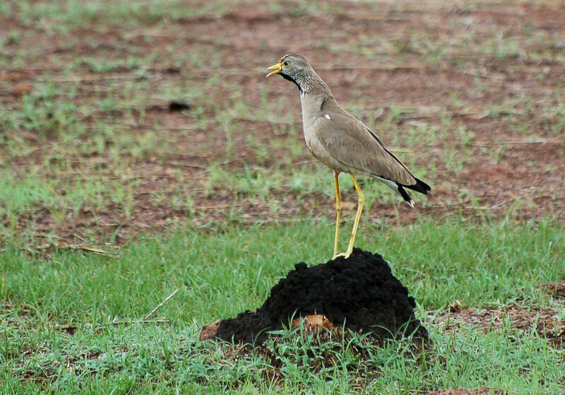 African Wattled Lapwing, song