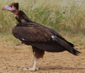White-headed Vulture