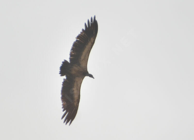 White-backed Vulture, Flight