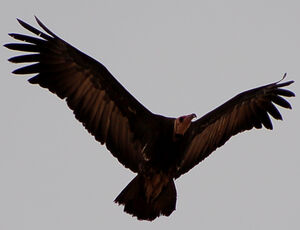 Hooded Vulture