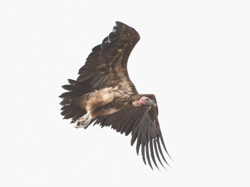 Lappet-faced Vulture, Flight