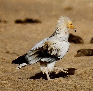 Vautour percnoptère