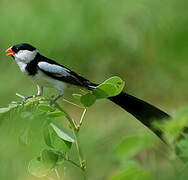 Pin-tailed Whydah