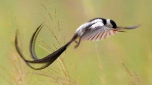Pin-tailed Whydah