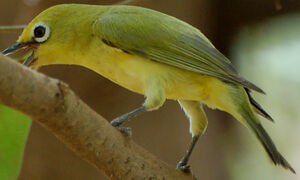 Zost�rops jaune