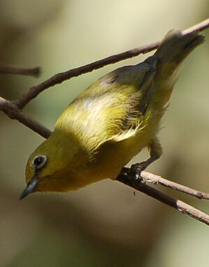 Zostérops jaune