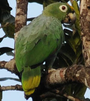Amazone poudrée