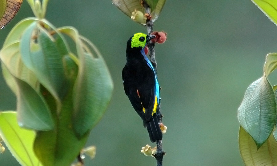 Paradise Tanager