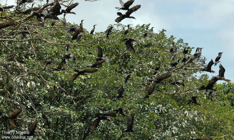 Neotropic Cormorant, habitat, Behaviour