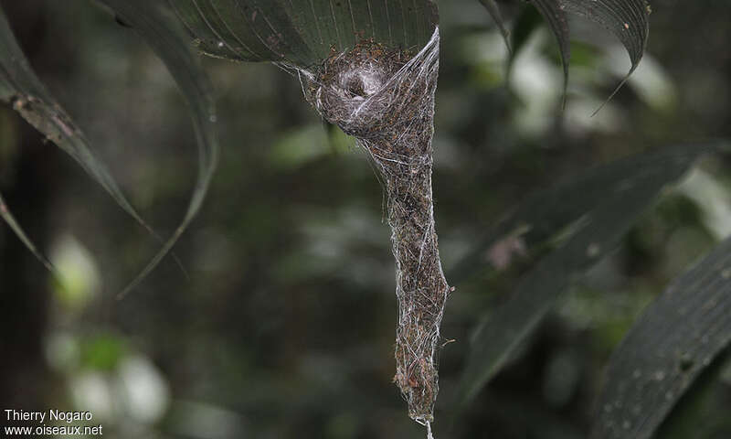 Long-tailed Hermit, Reproduction-nesting