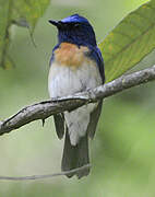Blue-throated Blue Flycatcher