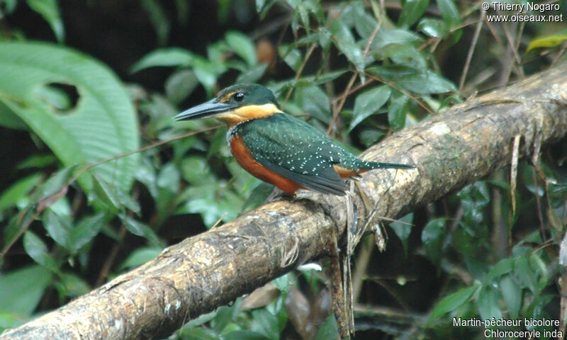 Green-and-rufous Kingfisher female adult