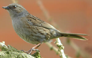 Dunnock