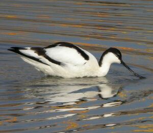Pied Avocet