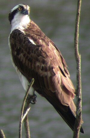 Balbuzard p�cheur
