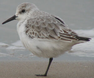 Bécasseau sanderling